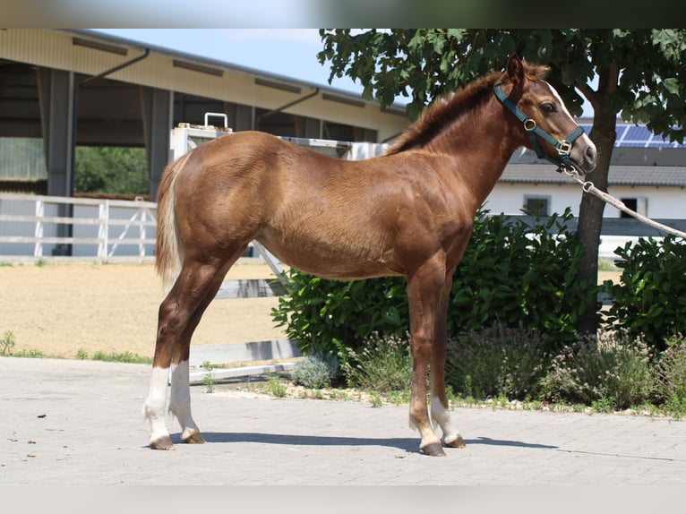 Quarter horse américain Étalon Poulain (01/2025) in Mooslargue