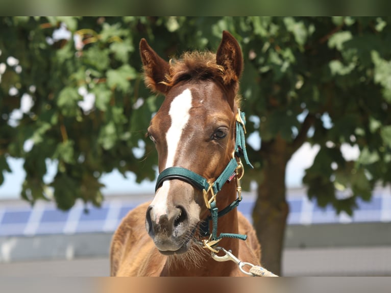 Quarter horse américain Étalon Poulain (01/2025) in Mooslargue