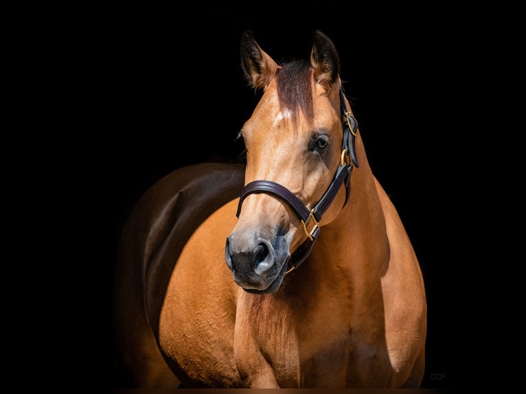 Quarter horse américain Étalon Poulain (01/2025) in Mooslargue