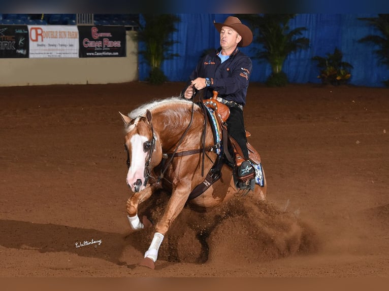 Quarter horse américain Étalon Poulain (01/2025) in Mooslargue