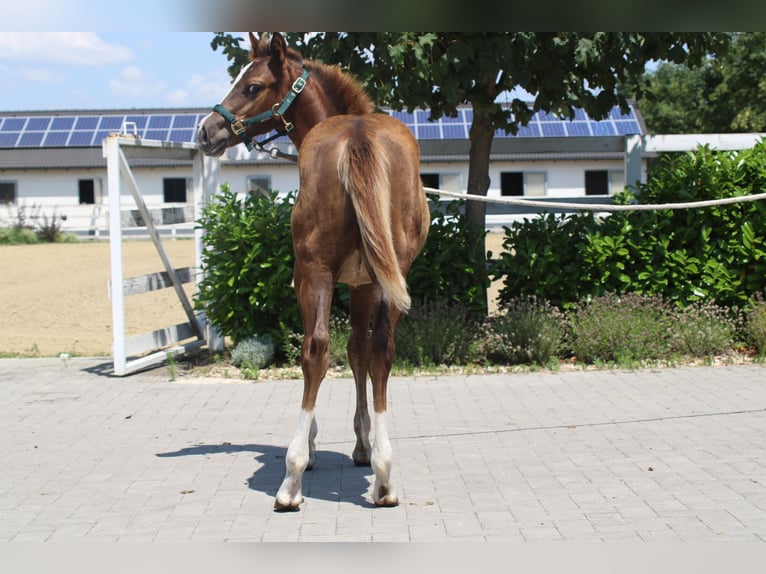 Quarter horse américain Étalon Poulain (01/2025) in Mooslargue