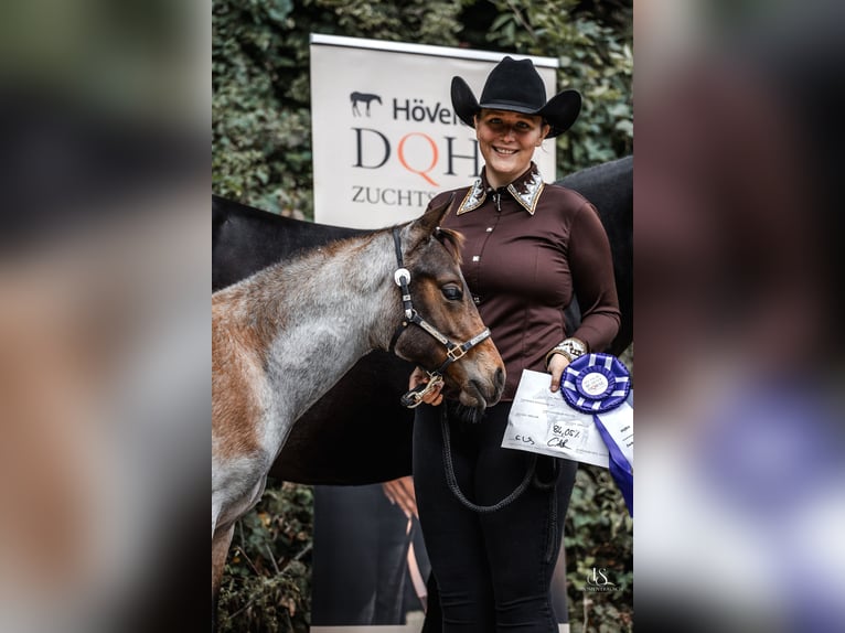 Quarter horse américain Étalon Poulain (04/2025) Roan-Bay in Alt Duvenstedt Quarter horse américain Étalon Poulain (04/2025) Roan-Bay in Alt Duvenstedt