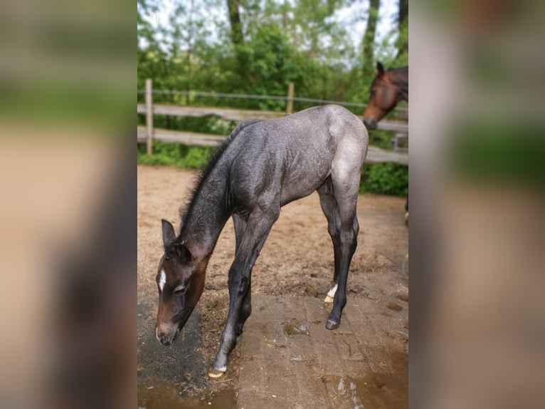 Quarter horse américain Étalon Poulain (05/2026) Roan-Bay in Delitzsch