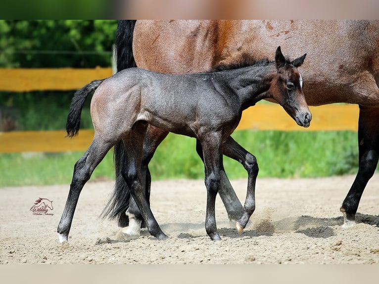 Quarter horse américain Étalon Poulain (05/2026) Roan-Bay in Delitzsch