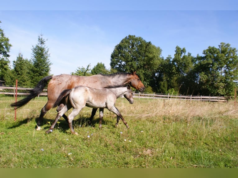 Quarter horse américain Étalon Poulain (05/2026) Roan-Bay in Delitzsch