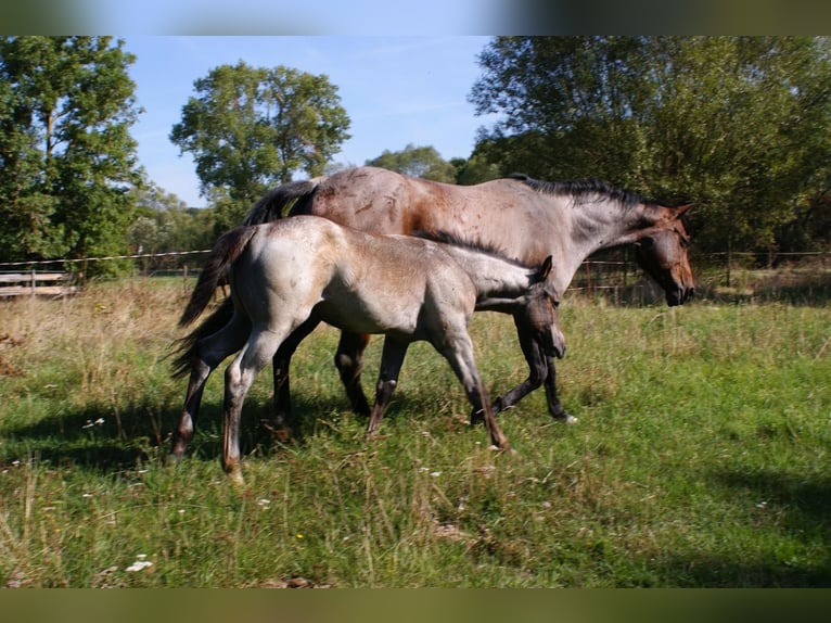Quarter horse américain Étalon Poulain (05/2026) Roan-Bay in Delitzsch