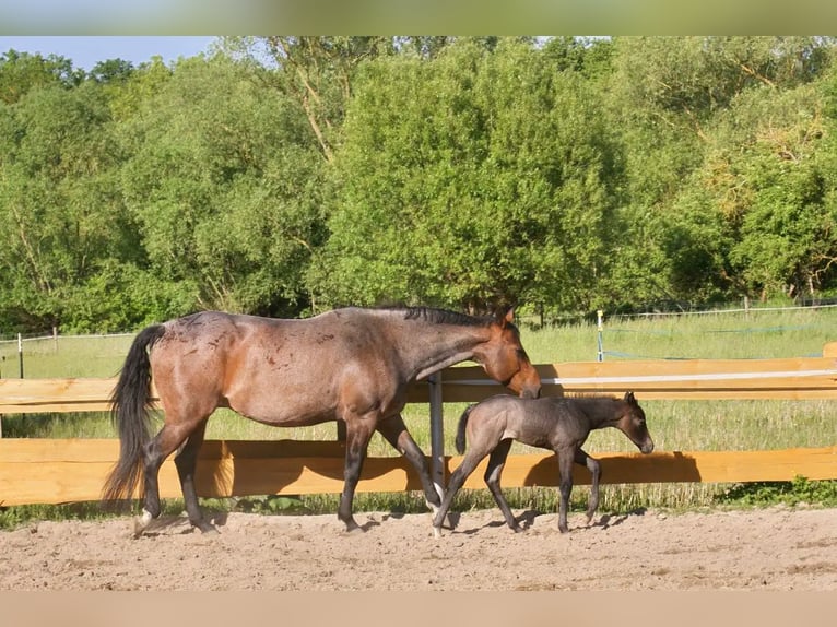 Quarter horse américain Étalon Poulain (05/2026) Roan-Bay in Delitzsch