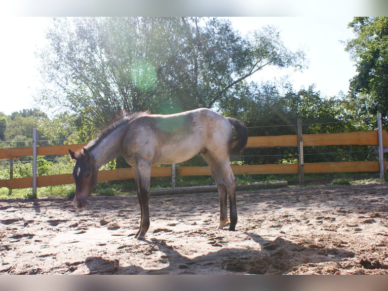 Quarter horse américain Étalon Poulain (05/2026) Roan-Bay in Delitzsch