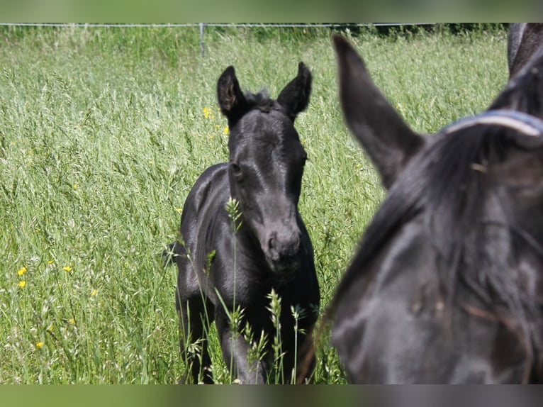 Quarter horse américain Étalon  Rouan Bleu in Iggingen
