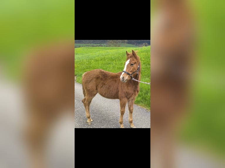 Quarter horse américain Étalon  in Oensingen