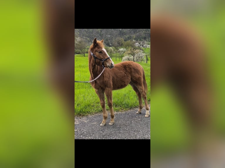 Quarter horse américain Étalon  in Oensingen