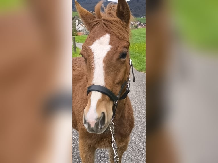 Quarter horse américain Étalon  in Oensingen