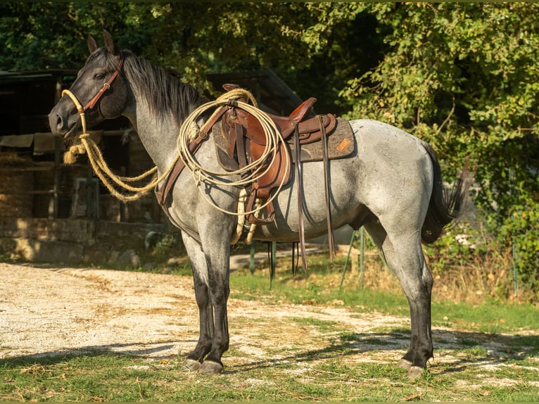 Quarter horse américain Étalon Rouan Bleu in Cervaro