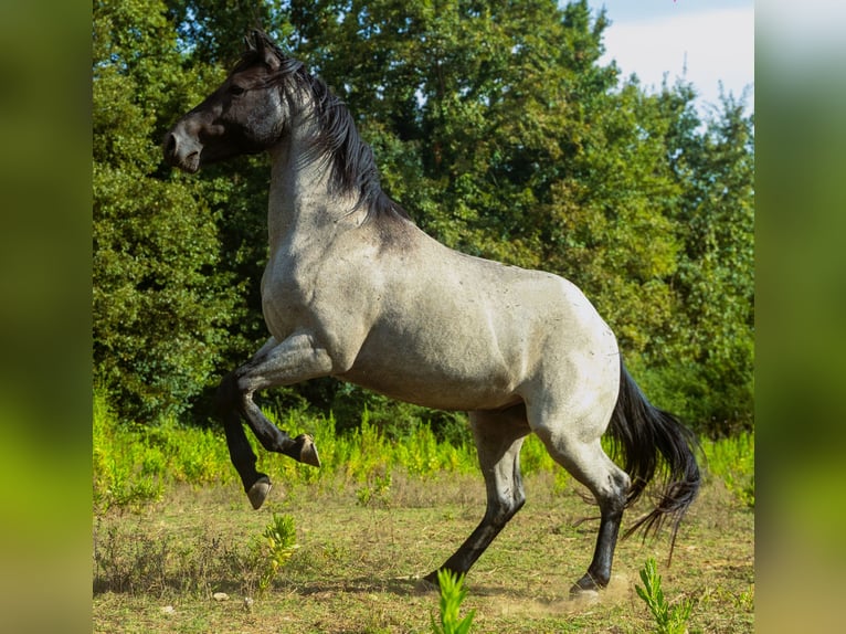 Quarter horse américain Étalon Rouan Bleu in Cervaro