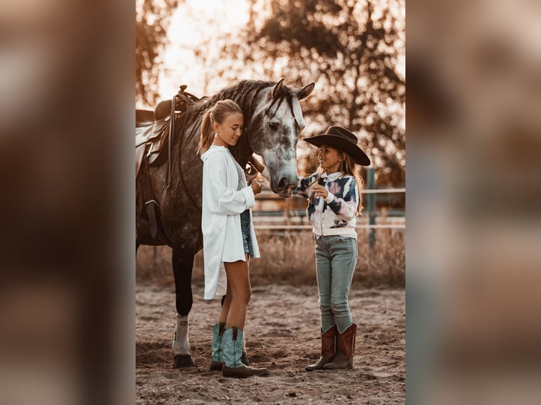 Quarter horse américain Étalon in Sch&#xF6;nwalde