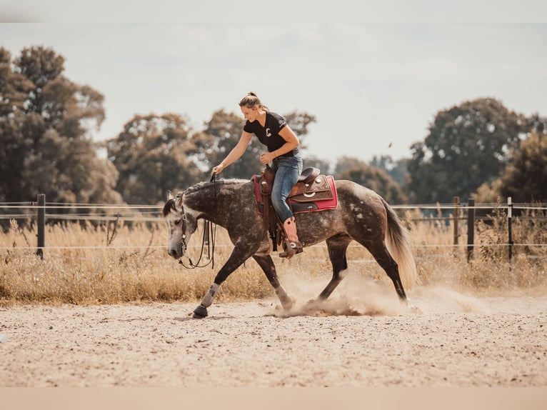 Quarter horse américain Étalon in Sch&#xF6;nwalde
