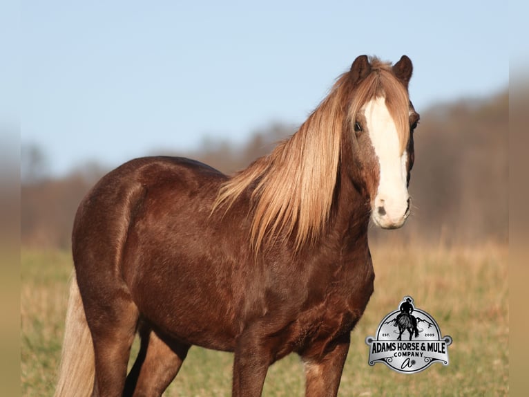 Quarter horse américain Hongre 10 Ans 122 cm Rouan Rouge in Mount Vernon, ky