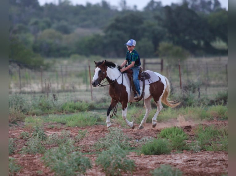 Quarter horse américain Hongre 10 Ans 122 cm Tobiano-toutes couleurs in Stephenville TX
