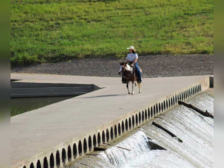 Quarter horse américain Hongre 10 Ans 122 cm Tobiano-toutes couleurs in Stephenville TX