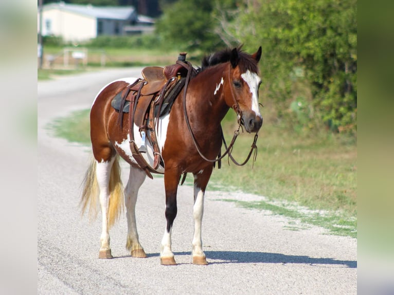 Quarter horse américain Hongre 10 Ans 122 cm Tobiano-toutes couleurs in Stephenville TX