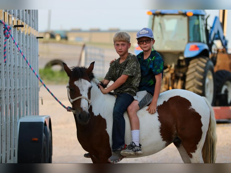 Quarter horse américain Hongre 10 Ans 122 cm Tobiano-toutes couleurs in Stephenville TX