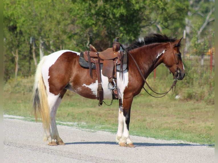 Quarter horse américain Hongre 10 Ans 122 cm Tobiano-toutes couleurs in Stephenville TX