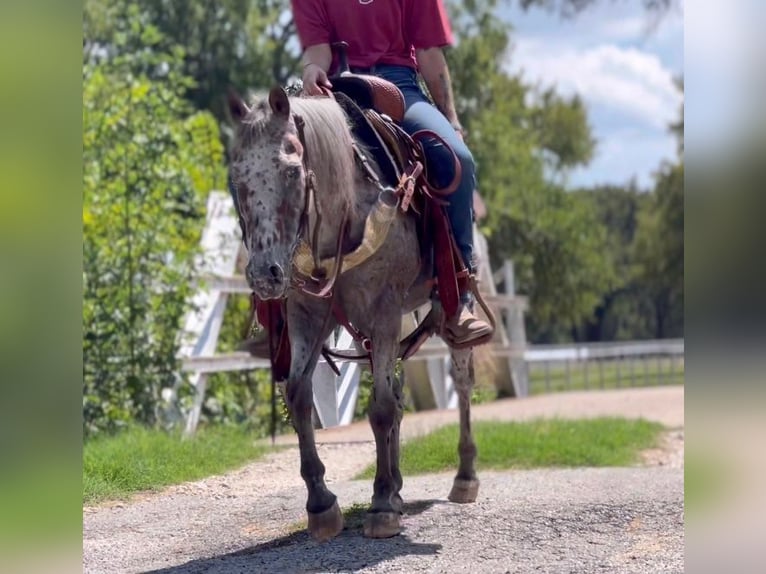 Quarter horse américain Hongre 10 Ans 127 cm Alezan cuivré in Pilot Point TX