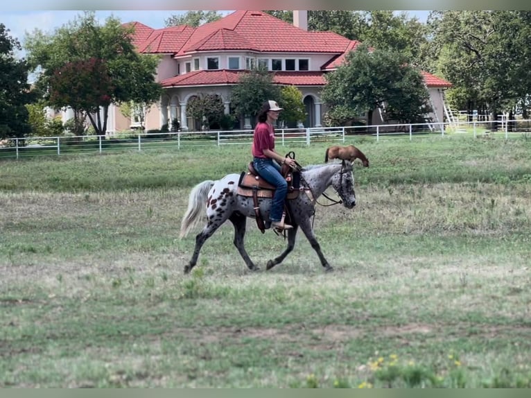 Quarter horse américain Hongre 10 Ans 127 cm Alezan cuivré in Pilot Point TX