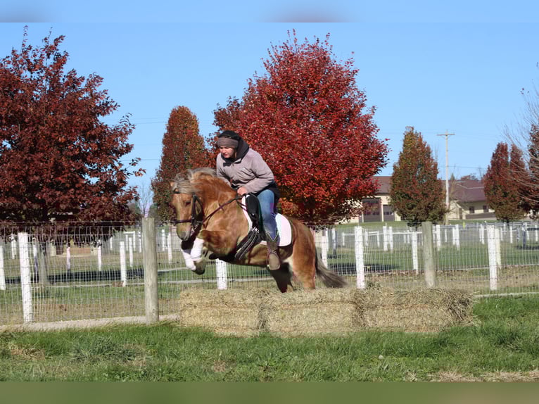 Quarter horse américain Croisé Hongre 10 Ans 132 cm Buckskin in Millersburg