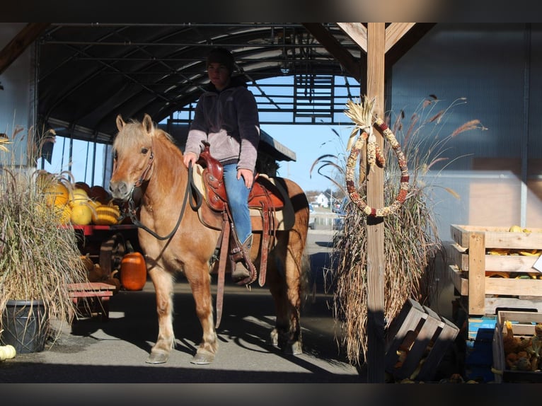 Quarter horse américain Croisé Hongre 10 Ans 132 cm Buckskin in Millersburg