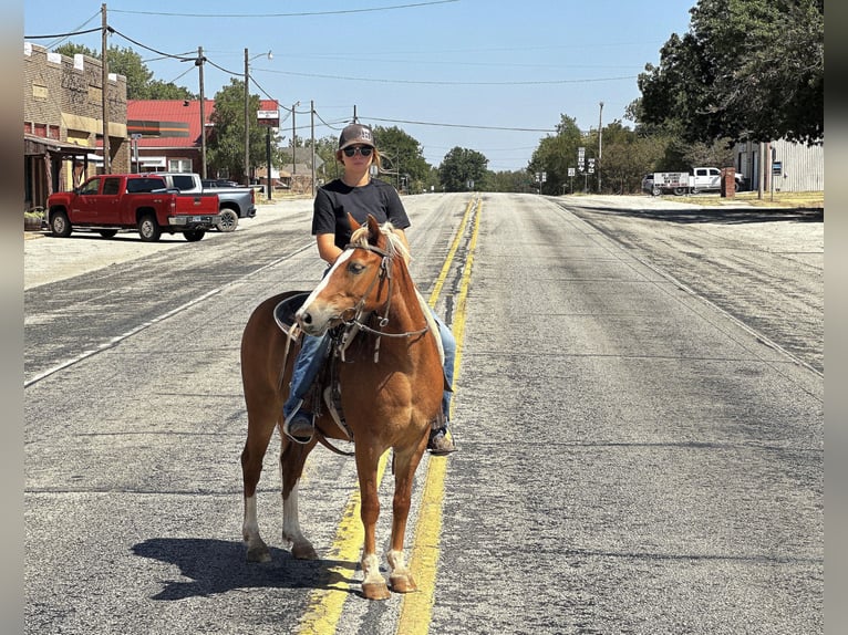 Quarter horse américain Hongre 10 Ans 135 cm Alezan brûlé in byers TX