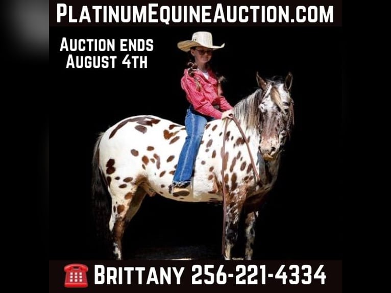 Quarter horse américain Hongre 10 Ans 135 cm Alezan brûlé in Mt Hope Al