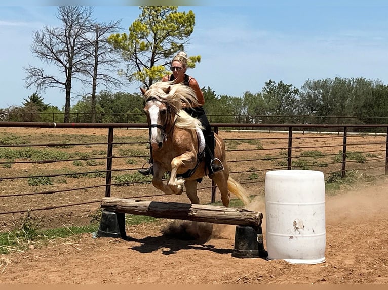 Quarter horse américain Hongre 10 Ans 135 cm Alezan cuivré in Byers TX