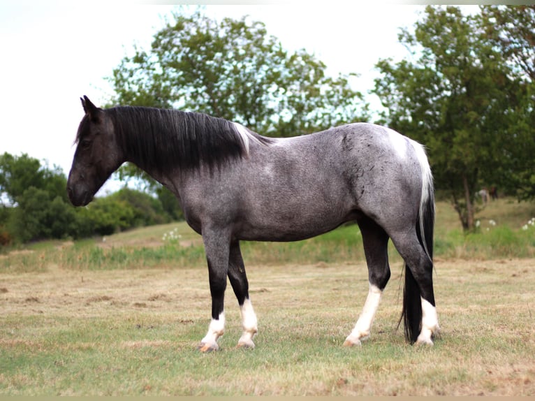 Quarter horse américain Hongre 10 Ans 135 cm Rouan Bleu in Madill, OK