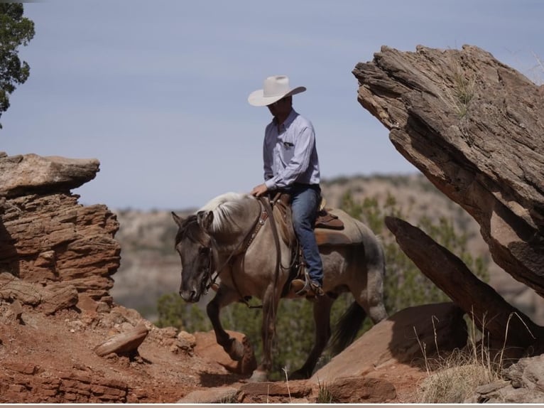 Quarter horse américain Hongre 10 Ans 137 cm Grullo in lisbon IA