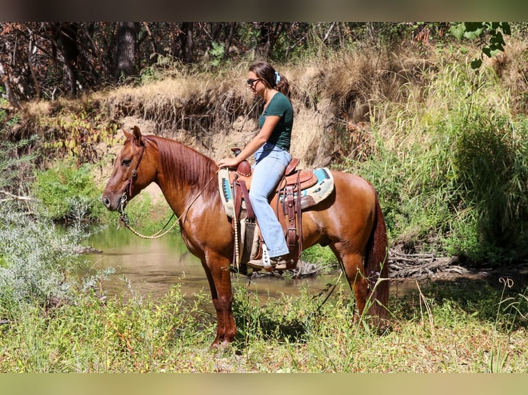Quarter horse américain Hongre 10 Ans 137 cm Isabelle in Pleasant Grove CA