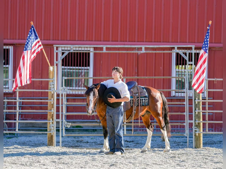 Quarter horse américain Hongre 10 Ans 137 cm Tobiano-toutes couleurs in Inndependence IA