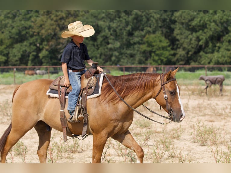 Quarter horse américain Hongre 10 Ans 142 cm Alezan dun in Collinsville