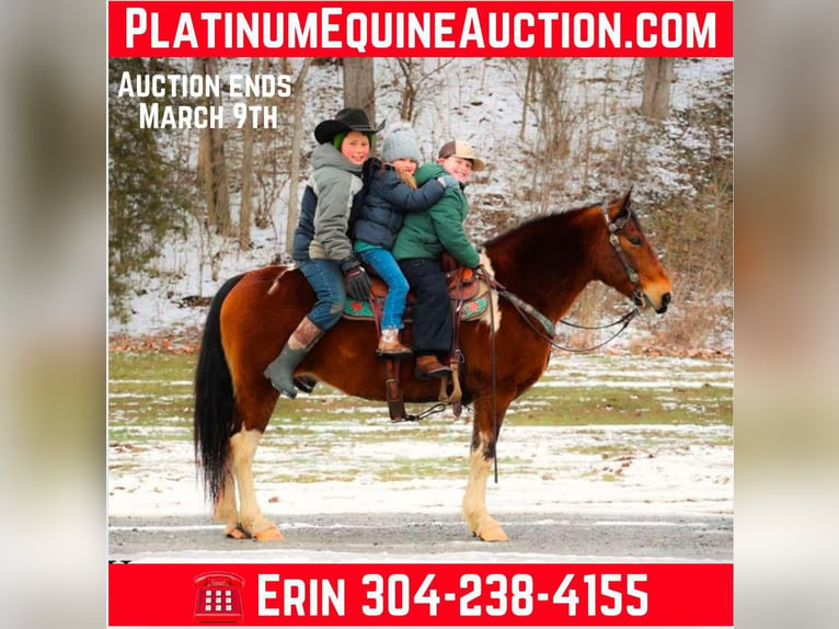 Quarter horse américain Hongre 10 Ans 142 cm Bai cerise in Flemingsburg KY