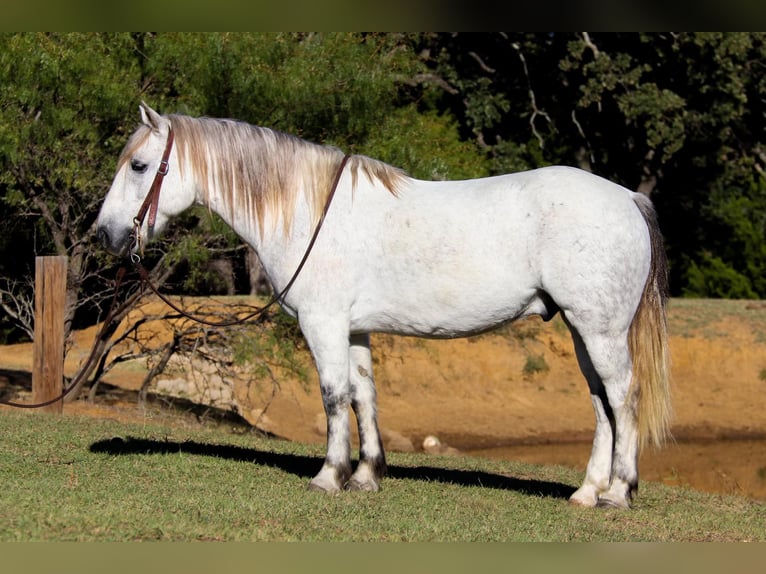 Quarter horse américain Hongre 10 Ans 142 cm Gris in cleburne TX