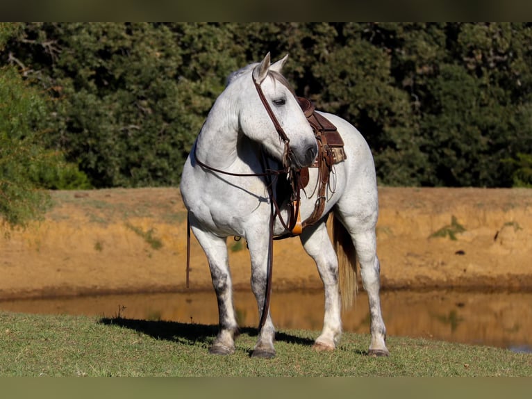 Quarter horse américain Hongre 10 Ans 142 cm Gris in cleburne TX