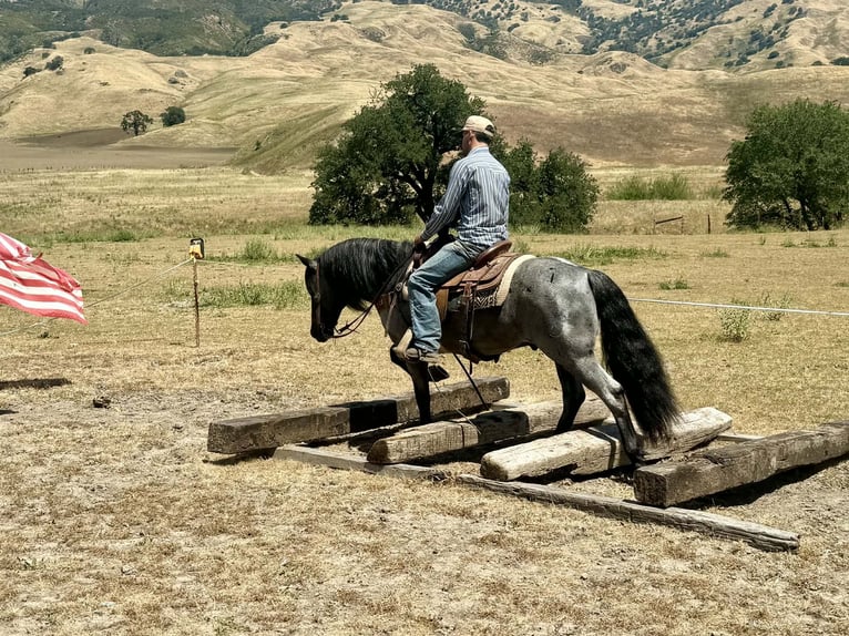 Quarter horse américain Hongre 10 Ans 142 cm Rouan Bleu in Tres Pinos