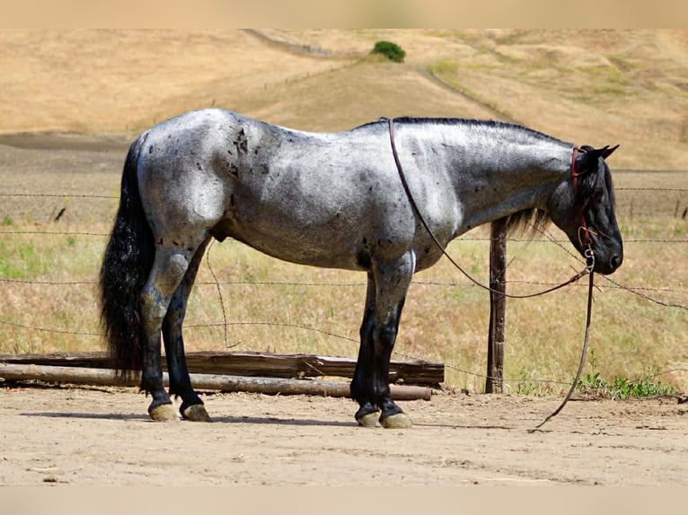 Quarter horse américain Hongre 10 Ans 142 cm Rouan Bleu in Tres Pinos