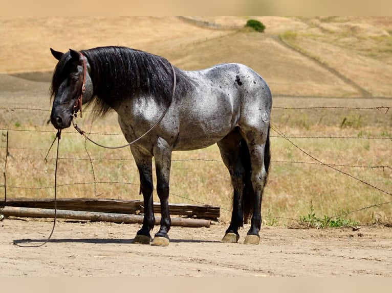 Quarter horse américain Hongre 10 Ans 142 cm Rouan Bleu in Tres Pinos
