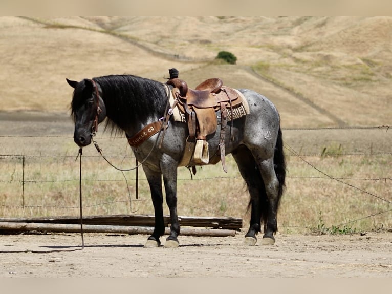 Quarter horse américain Hongre 10 Ans 142 cm Rouan Bleu in Tres Pinos