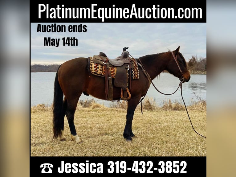 Quarter horse américain Hongre 10 Ans 145 cm Bai cerise in Van Horne IA