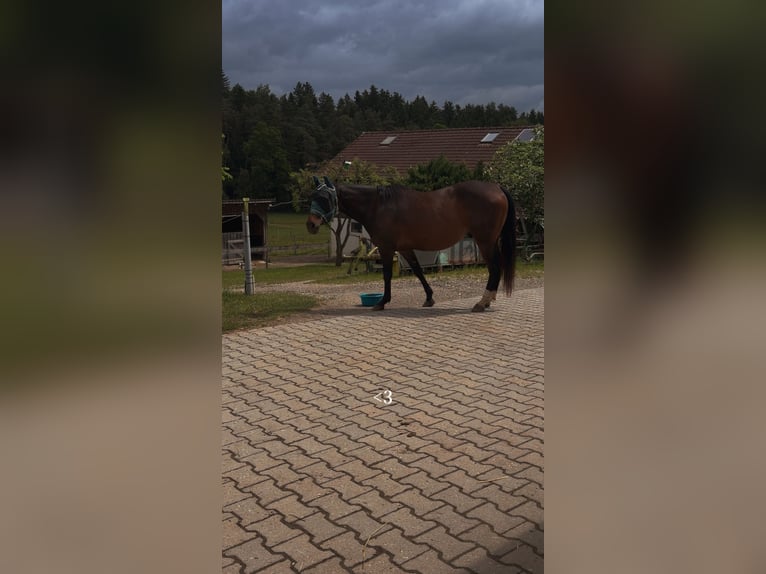 Quarter horse américain Croisé Hongre 10 Ans 145 cm Bai in Eggenfelden