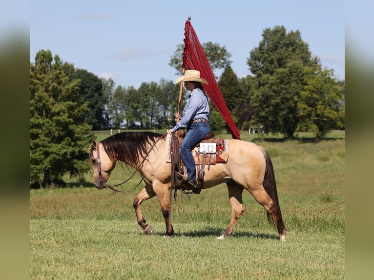 Quarter horse américain Hongre 10 Ans 145 cm Buckskin in Mount Vernon
