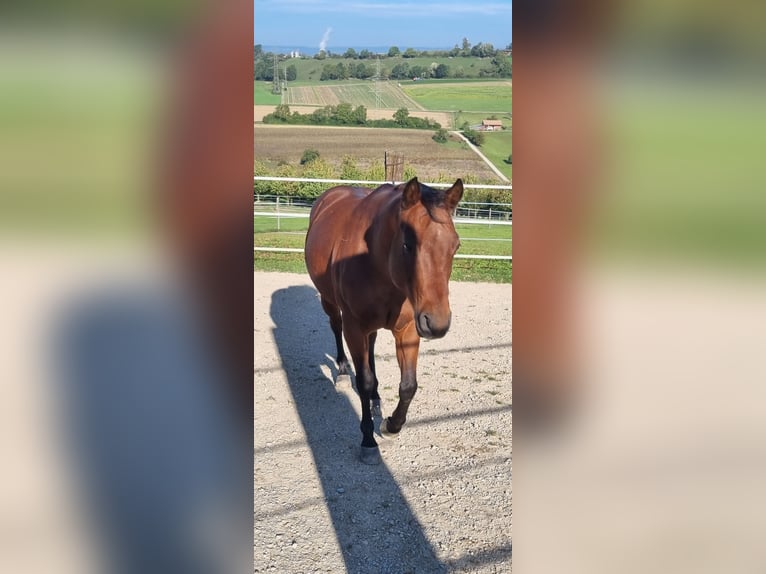 Quarter horse américain Hongre 10 Ans 146 cm Roan-Bay in Endingen