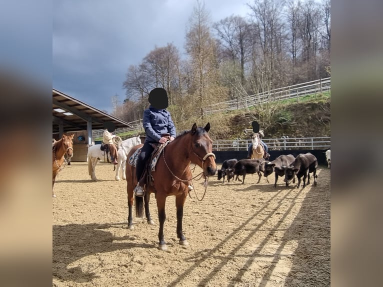Quarter horse américain Hongre 10 Ans 146 cm Roan-Bay in Endingen